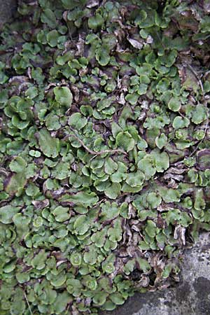 Marchantia polymorpha \ Brunnen-Lebermoos / Liverwort, F Pyren&auml;en/Pyrenees, Olette 14.5.2007