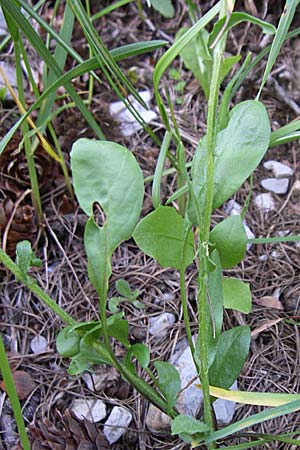 Lepidium villarsii \ Villars' Kresse / Villars' Pepperwort, F Col de Gleize 22.6.2008