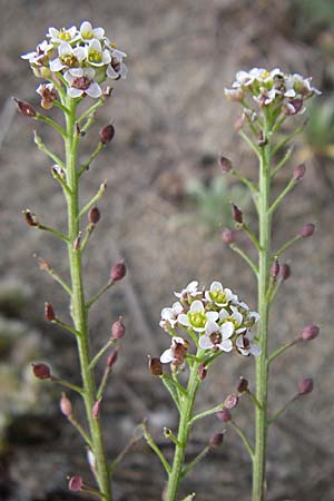 Lepidium graminifolium \ Grasblttrige Kresse / Tall Pepperwort, F Toreilles 24.6.2008