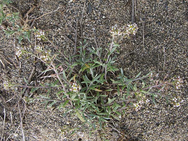 Lepidium graminifolium \ Grasblttrige Kresse / Tall Pepperwort, F Toreilles 24.6.2008