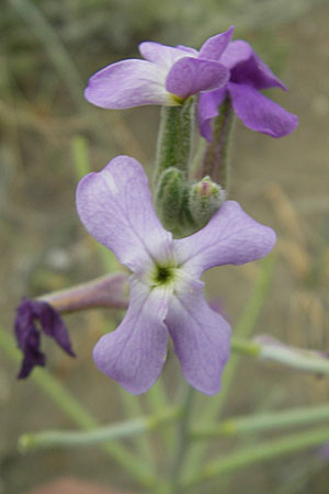 Matthiola sinuata \ Gebuchtete Levkoje / Sea Stock, F Sète 5.6.2009
