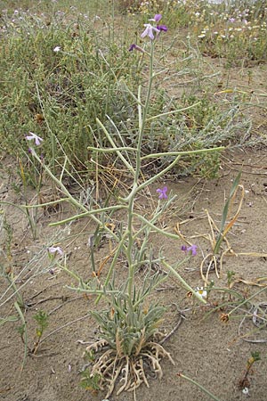 Matthiola sinuata \ Gebuchtete Levkoje / Sea Stock, F Sète 5.6.2009