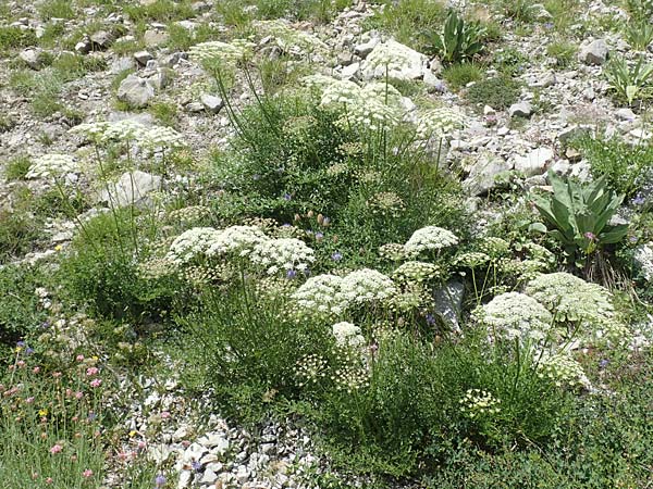 Laserpitium gallicum \ Franzsisches Laserkraut / French Sermountain, F Col de la Cayolle 9.7.2016