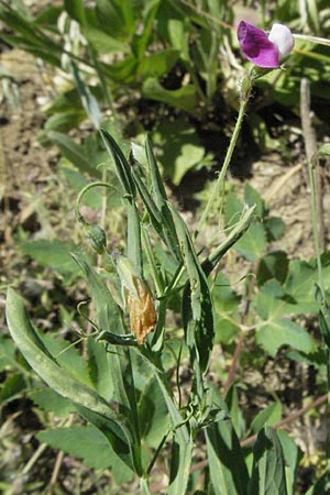 Lathyrus hirsutus \ Behaartfrchtige Platterbse / Hairy Vetchling, F Nyons 10.6.2006