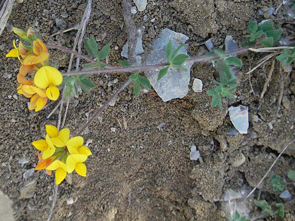 Lotus corniculatus subsp. hirsutus \ Behaarter Gewhnlicher Hornklee / Bird's-Foot Deervetch, F Nyons 10.6.2006
