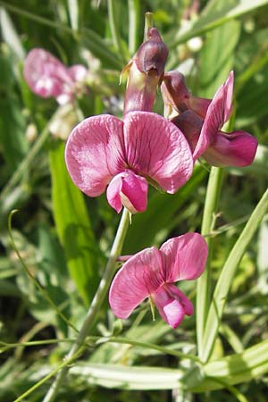 Lathyrus heterophyllus \ Verschiedenblttrige Platterbse / Norfolk Everlasting Vetchling, F Col de la Bonette 8.7.2016