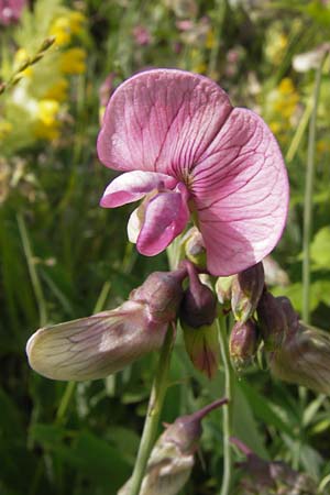 Lathyrus heterophyllus \ Verschiedenblttrige Platterbse / Norfolk Everlasting Vetchling, F Col de la Bonette 8.7.2016