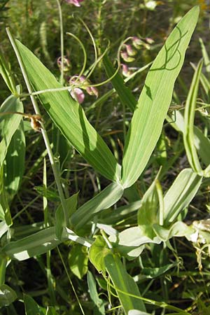 Lathyrus heterophyllus \ Verschiedenblttrige Platterbse / Norfolk Everlasting Vetchling, F Col de la Bonette 8.7.2016