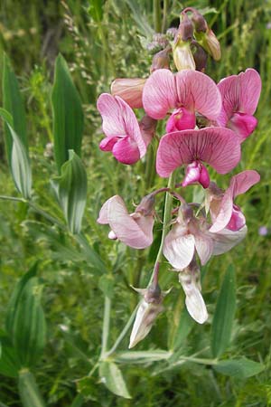 Lathyrus heterophyllus \ Verschiedenblttrige Platterbse / Norfolk Everlasting Vetchling, F Col de la Bonette 8.7.2016