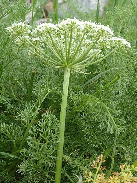 Ligusticum ferulaceum \ Piemonteser Mutterwurz / Piemont Lovage, F Col de la Bonette 8.7.2016