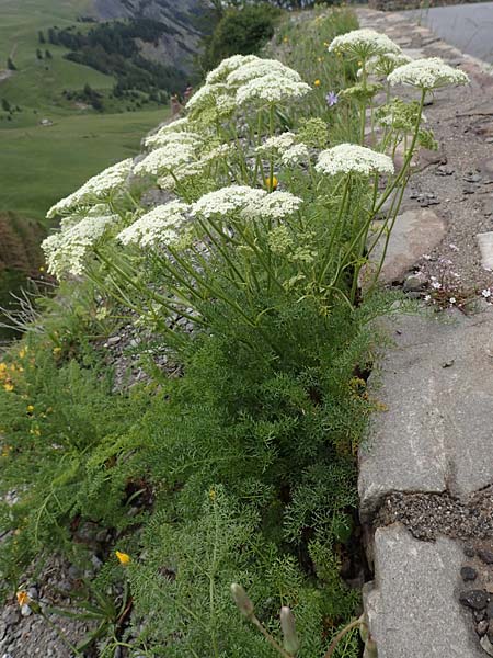 Ligusticum ferulaceum \ Piemonteser Mutterwurz / Piemont Lovage, F Col de la Bonette 8.7.2016