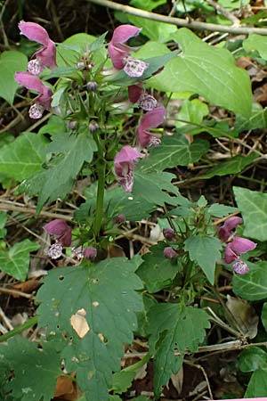 Lamium hybridum \ Eingeschnittene Taubnessel, Bastard-Taubnessel / Cut-Leaved Dead-Nettle, F Saorge 18.5.2026