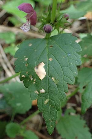 Lamium hybridum \ Eingeschnittene Taubnessel, Bastard-Taubnessel / Cut-Leaved Dead-Nettle, F Saorge 18.5.2026