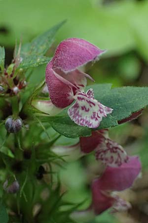Lamium hybridum \ Eingeschnittene Taubnessel, Bastard-Taubnessel / Cut-Leaved Dead-Nettle, F Saorge 18.5.2026