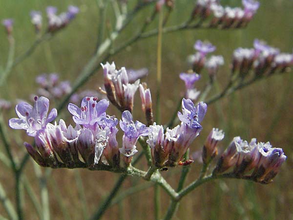 Limonium vulgare \ Strandflieder / Common Sea Lavender, F S. Gilles 7.6.2006