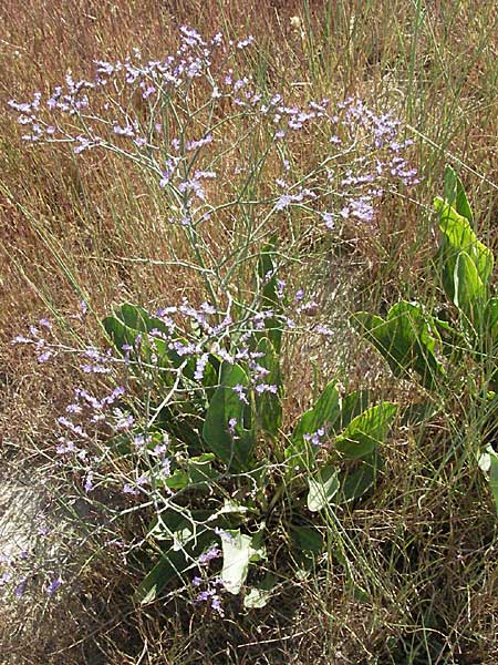 Limonium vulgare \ Strandflieder / Common Sea Lavender, F S. Gilles 7.6.2006