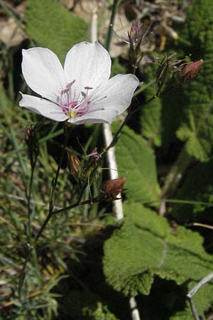 Linum tenuifolium \ Schmalblttriger Lein / Narrow-Leaved Flax, F Causse du Larzac 7.6.2006