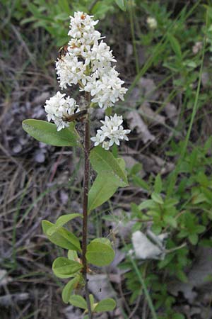 Ligustrum vulgare \ Gewhnlicher Liguster / Wild Privet, F Causse du Larzac 7.6.2006