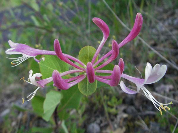 Lonicera implexa \ Windendes Gei�blatt / Evergreen Honeysuckle, F Dept. Aveyron,  Fondamente 8.6.2006
