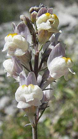 Linaria repens \ Gestreiftes Leinkraut / Pale Toadflax, F Nyons 10.6.2006