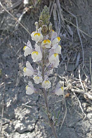 Linaria repens \ Gestreiftes Leinkraut / Pale Toadflax, F Serres 10.6.2006