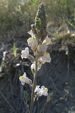 Linaria repens \ Gestreiftes Leinkraut / Pale Toadflax, F Serres 10.6.2006