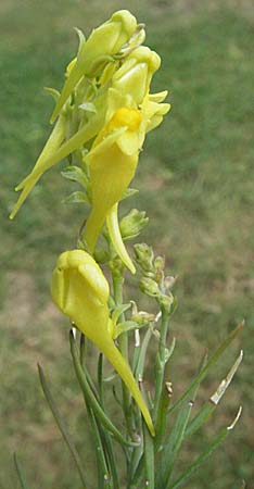 Linaria angustissima \ Italienisches Leinkraut / Narrow-Leaved Toadflax, F Pyrenäen/Pyrenees, Eus 17.8.2006