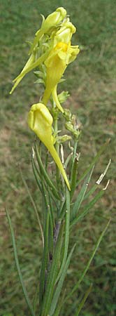 Linaria angustissima \ Italienisches Leinkraut / Narrow-Leaved Toadflax, F Pyrenäen/Pyrenees, Eus 17.8.2006