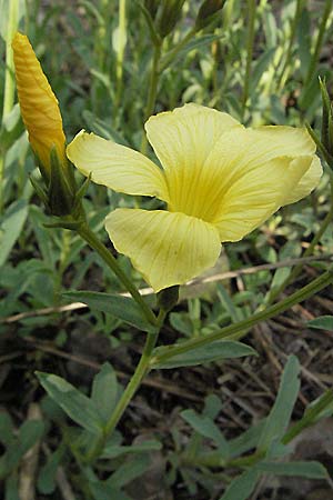 Linum campanulatum \ Glocken-Lein / Yellow Flax, F Serres 12.5.2007