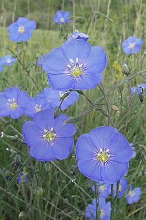 Linum narbonense \ Spanischer Lein / Narbonne Flax, F Serres 12.5.2007