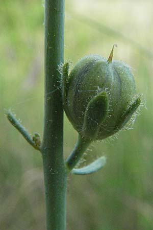 Linaria simplex \ Einfaches Leinkraut / Simple Toadflax, F Serres 12.5.2007