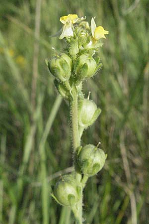 Linaria simplex \ Einfaches Leinkraut / Simple Toadflax, F Serres 12.5.2007