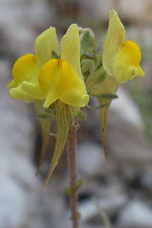 Linaria supina \ Niedriges Leinkraut / Prostrate Toadflax, F Clue de Chabrieres 12.5.2007