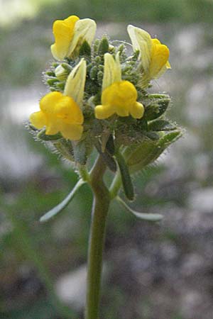 Linaria simplex \ Einfaches Leinkraut / Simple Toadflax, F Castellane 12.5.2007