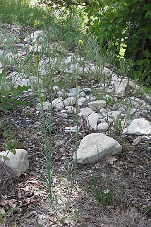 Linaria simplex \ Einfaches Leinkraut / Simple Toadflax, F Castellane 12.5.2007
