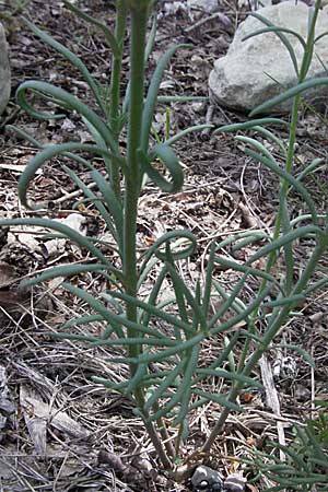 Linaria simplex \ Einfaches Leinkraut / Simple Toadflax, F Castellane 12.5.2007