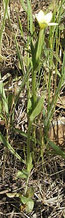 Centaurium maritimum \ Gelbes Tausendg�ldenkraut / Yellow Centaury, Sea Centaury, F Maures,  Bois de Rouquan 12.5.2007
