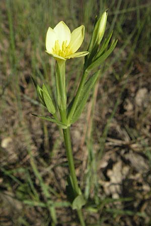Centaurium maritimum \ Gelbes Tausendg�ldenkraut / Yellow Centaury, Sea Centaury, F Maures,  Bois de Rouquan 12.5.2007