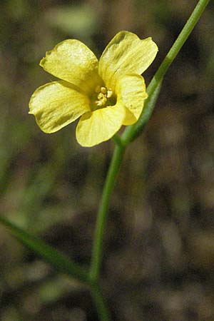 Linum trigynum \ Dreigriffeliger Lein / Southern Flax, F Maures, Bois de Rouquan 12.5.2007