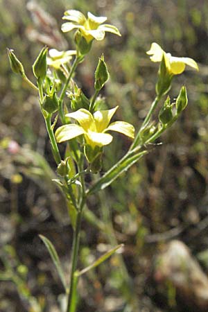 Linum trigynum \ Dreigriffeliger Lein / Southern Flax, F Maures, Bois de Rouquan 12.5.2007