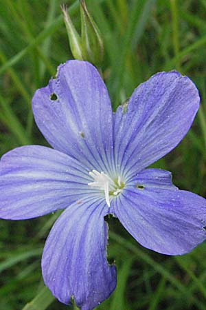 Linum narbonense \ Spanischer Lein / Narbonne Flax, F Corbi&egrave;res,  Talairan 13.5.2007
