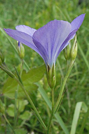 Linum narbonense \ Spanischer Lein / Narbonne Flax, F Corbi&egrave;res,  Talairan 13.5.2007