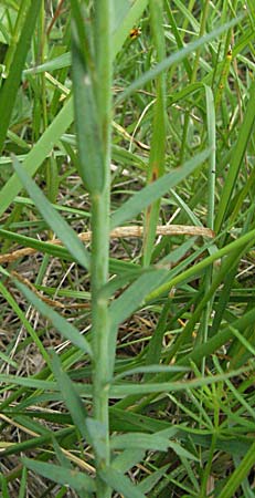 Linum narbonense \ Spanischer Lein / Narbonne Flax, F Corbi&egrave;res,  Talairan 13.5.2007