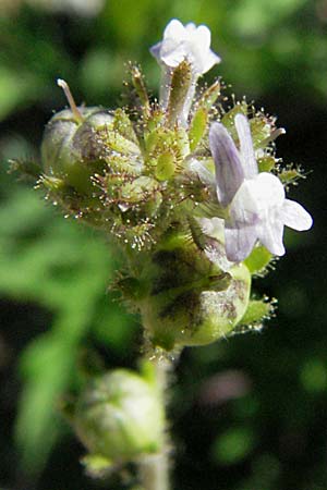 Linaria arvensis \ Acker-Leinkraut / Corn Toadflax, F Pyrenäen/Pyrenees, Prades 14.5.2007