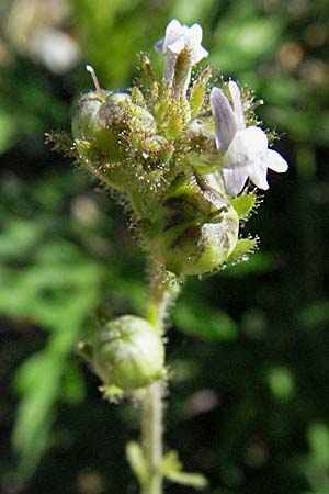 Linaria arvensis \ Acker-Leinkraut / Corn Toadflax, F Pyrenäen/Pyrenees, Prades 14.5.2007