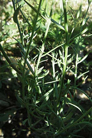 Linaria arvensis \ Acker-Leinkraut / Corn Toadflax, F Pyrenäen/Pyrenees, Prades 14.5.2007