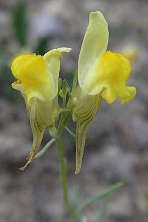 Linaria supina \ Niedriges Leinkraut / Prostrate Toadflax, F Causse du Larzac 14.5.2007