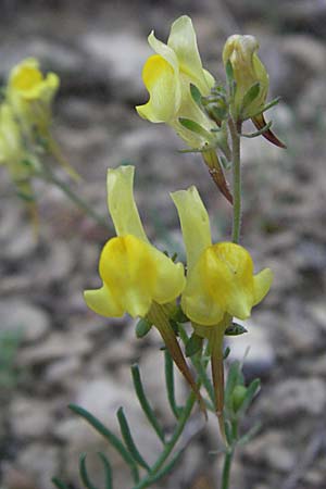 Linaria supina \ Niedriges Leinkraut / Prostrate Toadflax, F Causse du Larzac 14.5.2007