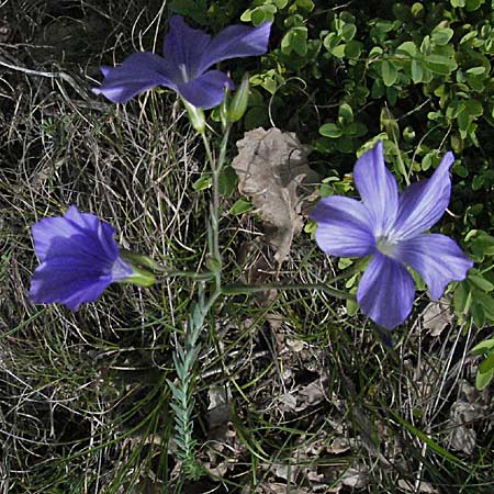 Linum narbonense \ Spanischer Lein / Narbonne Flax, F Causse du Larzac 15.5.2007