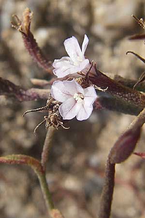 Limonium ramosissimum ? \ Algerischer Strandflieder / Algerian Sea Lavender, F Toreilles 24.6.2008